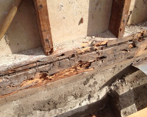 Termite damage 4