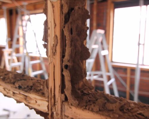 Termite damage1