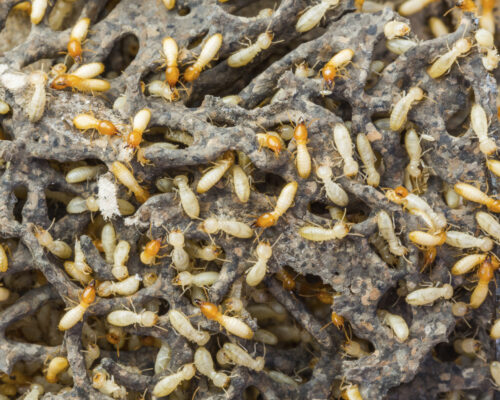 Termite or white ants